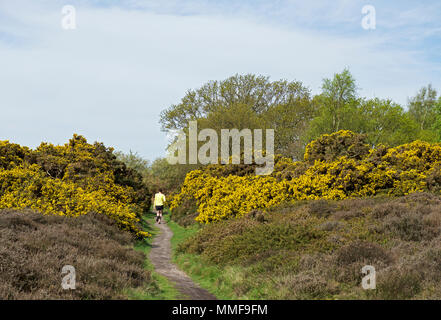 Pareggiatore maschio su Westleton Heath, Suffolk, Inghilterra, Regno Unito Foto Stock