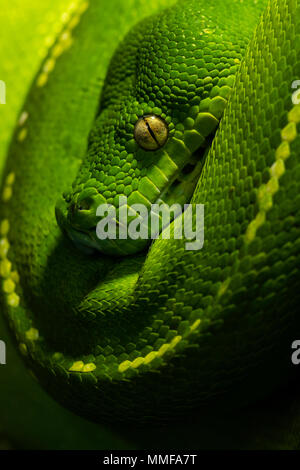 Il golden eye, bobine di smeraldo e scale di un albero verde Python appesi in una sella su un ramo. Foto Stock