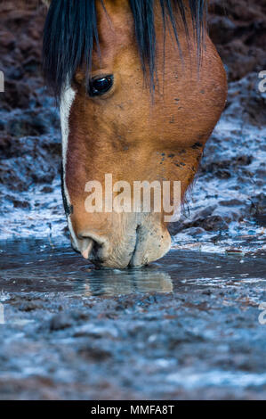 Cavalli selvaggi noto come Brumby's bere da un declino deserto waterhole nell'outback. Foto Stock