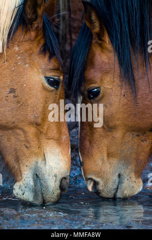 Cavalli selvaggi noto come Brumby's bere da un declino deserto waterhole nell'outback. Foto Stock
