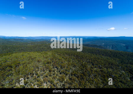 Un baldacchino della foresta di eucalipti sulle aspre montagne delle Alpi Australiano. Foto Stock