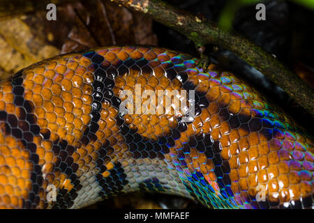 La scale iridescenti e la pelle di un arcobaleno Boa sul suolo della foresta pluviale. Foto Stock