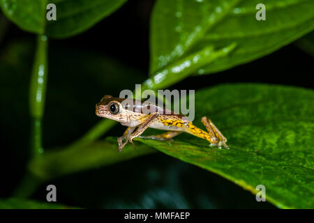 Una Jaguar Raganella saltando da una foglia nella foresta pluviale di notte. Foto Stock