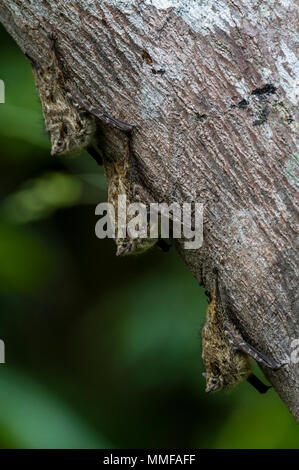 Un trio a becco lungo Bat sono ' appollaiati su un tronco di albero a sbalzo una lanca nella foresta pluviale. Foto Stock