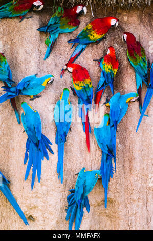 Rosso-Verde Macaw, Scarlet Macaw, e Blu e Oro Macaws alimentare su una argilla leccare dove ci sono depositi di minerali. Foto Stock