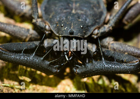 Il pedipalps minaccioso di una frusta Tailless Scorpion. Foto Stock