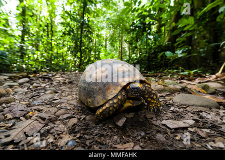 Un vulnerabile giallo-footed tartaruga camminando sul suolo della foresta pluviale. Foto Stock