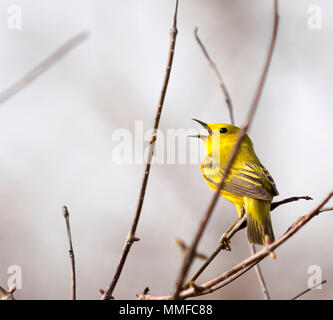 Un Americano giallo trillo bird visto a Magee Marsh in Northwest Ohio durante la primavera. Foto Stock
