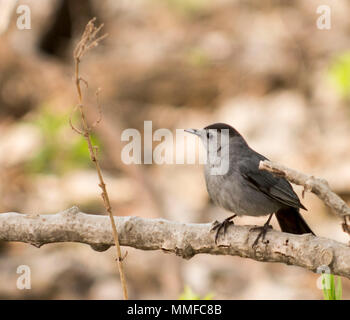 Un Catbird grigio. Gray Catbirds sono i parenti di mockingbirds e thrashers, e condividono che raggruppa le capacità vocali. Foto Stock