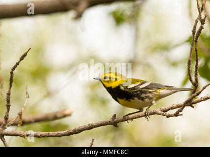 Nero verde Throated trillo. Si tratta di nero scuro bib e di colore giallo brillante faccia sono uniche tra uccelli orientale ed è persistente della canzone 'zoo-Zee, zoo-z Foto Stock