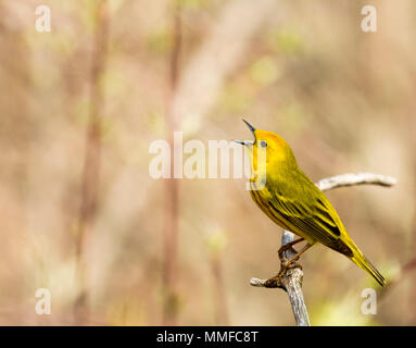 Un Americano giallo trillo uccello cantare la sua canzone. Visto presso il Magee Marsh in Northwest Ohio durante la primavera. Foto Stock