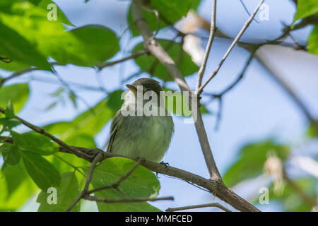 Un Blue-Gray Gnatcatcher uccello è stato visto a Magee Marsh in Northwest Ohio durante la primavera. Un minuscolo, long-tailed bird delle foreste di latifoglie e scrublands. Foto Stock