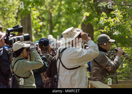 Birders raccolte sul lungomare a Magee Marsh Ohio durante la migrazione di trillo chiamato il più grande settimana in American Birding. Foto Stock