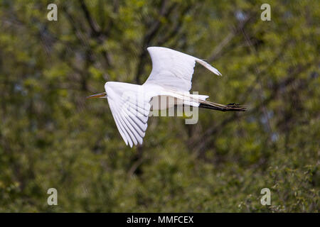 L'elegante Airone bianco maggiore è una splendida vista in molti a North American wetland. Leggermente più piccole e più svelte di un airone blu. Foto Stock