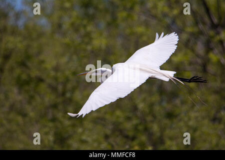 L'elegante Airone bianco maggiore è una splendida vista in molti a North American wetland. Leggermente più piccole e più svelte di un airone blu. Foto Stock