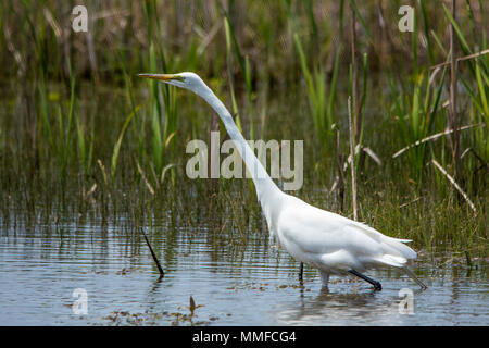 L'elegante Airone bianco maggiore è una splendida vista in molti a North American wetland. Leggermente più piccole e più svelte di un airone blu. Foto Stock