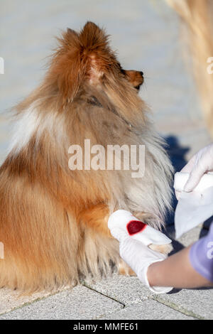 Un uomo mette un cerotto su una zampa di sanguinamento da un shetland sheepdog Foto Stock