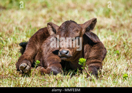 Vitello marrone in appoggio su un campo, mucca, Bos taurus, Catalogna, Spagna Foto Stock