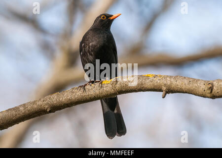 Merlo comune, maschio, Turdus merula, appollaiate un ramo di albero, Catalogna, Spagna Foto Stock