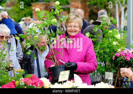 RHS Malvern Festa della Primavera - Venerdì 11 Maggio 2018 - Un Visitatore gode di shopping e la navigazione in molti impianti si arresta a questo anni RHS Malvern Festival di Primavera - Photo Steven Maggio / Alamy Live News Foto Stock