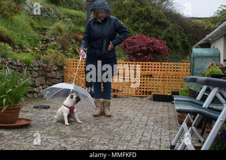 Mousehole, Cornwall, Regno Unito. 11 maggio 2018. Regno Unito Meteo. Titan Il pug di provare il suo nuovo doggy ombrello sotto la pioggia questo pomeriggio. Credito: Simon Maycock/Alamy Live News Foto Stock