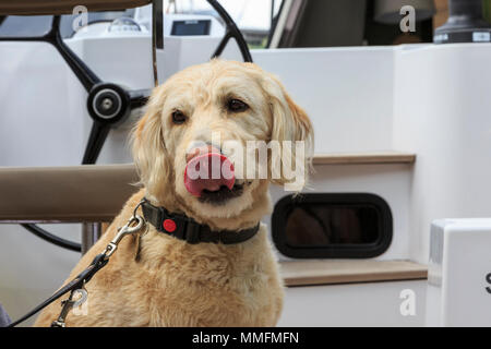 St Katherine Docks, Londra, 11 maggio 2018. Jana, un ben comportato retriever, sembra approvare il suo proprietario la scelta di on-board posti a sedere sotto il sole. Ora nel suo quarto anno e tenuto a un iconico marina vicino al cuore della città di Londra e al Tower Bridge, London On-Water è un On-Water Boat Show e festival, dove gli yacht, barche, auto e tutta una serie di altre aziende può essere visto sia in acqua che a terra. Si va dal maggio 10-12. Credito: Imageplotter News e sport/Alamy Live News Foto Stock