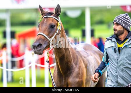 Windsor, Regno Unito. 11 maggio 2018. Il giorno 3. Royal Windsor Horse Show. Windsor. Berkshire. Regno Unito. Endurance. Castlebar Tazzani al fine vet controllare. 7° posto.11/05/2018. Credito: Sport In immagini/Alamy Live News Foto Stock