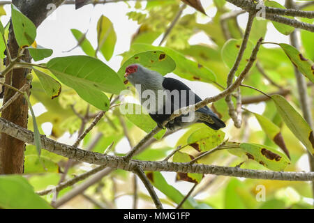 Seychelles Piccione blu su Denis Island Foto Stock