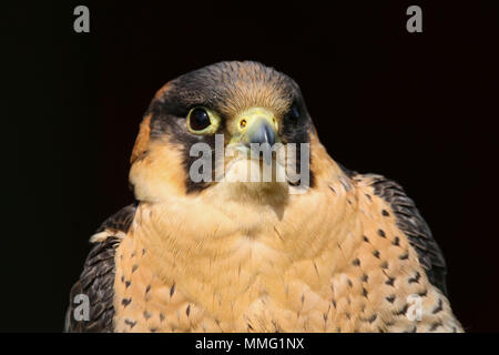 Captive Barbary Falcon (Falco pelegrinoides) seduta Foto Stock