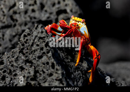 Sally Lightfoot Crab o Red Rock granchio (Grapsus grapsus) nelle isole Galapagos, Ecuador Foto Stock