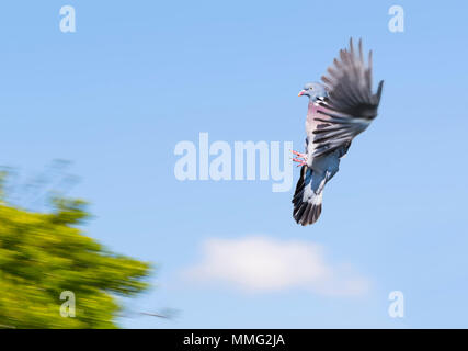 Wood Pigeon (Columba Palumbus) con ali surgelate nell'aria contro il cielo blu e che arrivano a terra su un albero, nel Regno Unito. Woodpicceon volare. Foto Stock