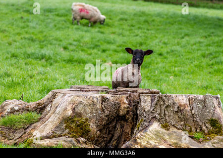 Agnelli giocando attorno ad un ceppo di albero, Castle Ashby, Northamptonshire. Foto Stock