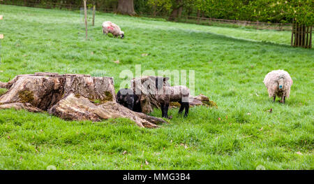 Agnelli giocando attorno ad un ceppo di albero, Castle Ashby, Northamptonshire. Foto Stock