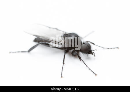 St Mark vola nel Regno Unito Foto Stock