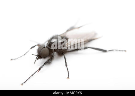 St Mark vola nel Regno Unito Foto Stock