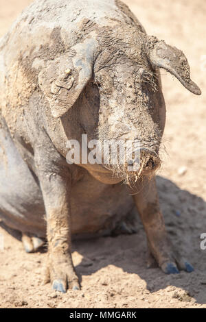 Razza glabre di nero suino iberico. Estremadura, Spagna. Godendo di fango Foto Stock