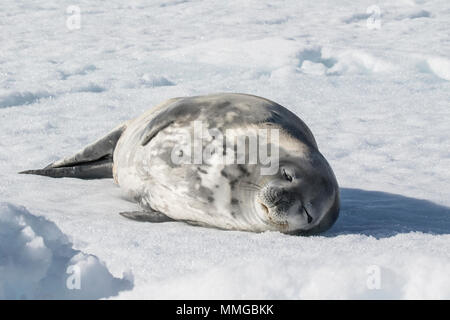 Guarnizione di Weddell Leptonychotes weddellii adulto giacente sul mare di ghiaccio nei pressi di costa, Speranza Bay, Antartide Foto Stock