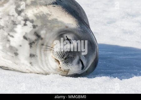 Guarnizione di Weddell Leptonychotes weddellii adulto giacente sul mare di ghiaccio nei pressi di costa, Speranza Bay, Antartide Foto Stock