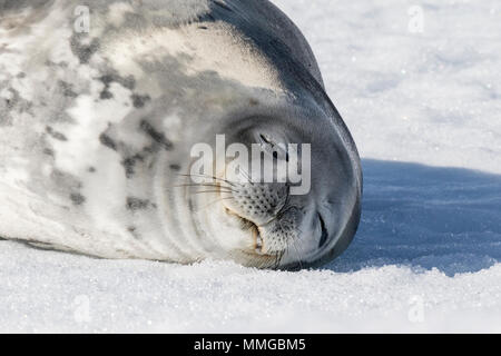 Guarnizione di Weddell Leptonychotes weddellii adulto giacente sul mare di ghiaccio nei pressi di costa, Speranza Bay, Antartide Foto Stock