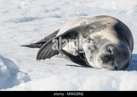 Guarnizione di Weddell Leptonychotes weddellii adulto giacente sul mare di ghiaccio nei pressi di costa, Speranza Bay, Antartide Foto Stock