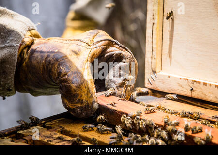 Stretta di mano con guanto di sollevamento del pannello in legno con il nido d'ape mentre l'apicoltura Foto Stock