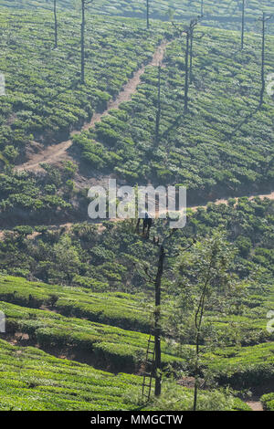 Valparai, India - 7 Marzo 2018: una piantagione di tè di potatura lavoratore un argento quercia ( Robusta di Grevillea ) Foto Stock