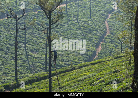 Valparai, India - 7 Marzo 2018: una piantagione di tè di potatura lavoratore un argento quercia ( Robusta di Grevillea ) Foto Stock