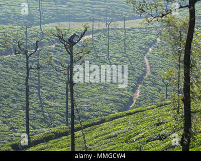 Valparai, India - 7 Marzo 2018: una piantagione di tè di potatura lavoratore un argento quercia ( Robusta di Grevillea ) Foto Stock