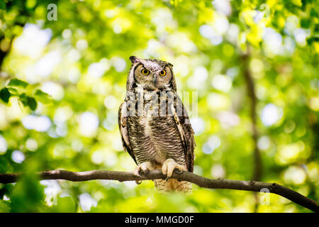 Il gufo seduto sul ramo nella soleggiata foresta. Foto Stock