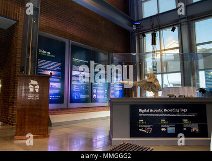 La Naval Undersea Warfare Center (NUWC) Divisione Newport ha collaborato con la New Bedford Whaling Museum (NBWM) su una nuova mostra che esplora la U.S. Navy la lunga storia delle ricerche sui mammiferi marini, il suo ruolo nella protezione del ambiente dell'oceano, e i suoi contributi significativi al mammifero marino la scienza e la conservazione. Foto Stock