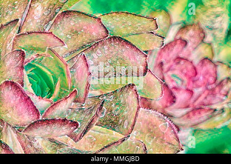 Una interpretazione artistica closeup di un Aeonium impianto adatto per il decor. Foto Stock