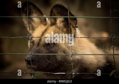 Triste caged Iena in gabbia piccola Foto Stock