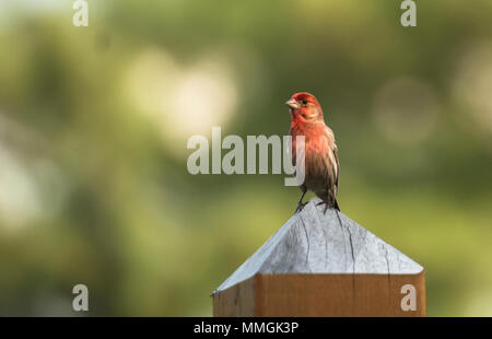 Virginia House Finch nel selvaggio in Virginia. La profondità di campo per le catture di una forma che assomiglia ad un cuore e può essere usato per simboleggiare l'amore. Foto Stock