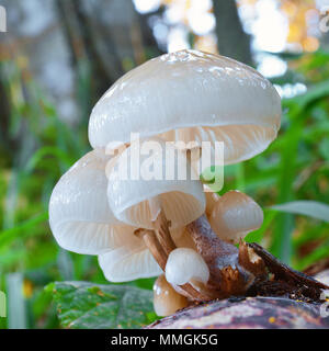 Oudemansiella mucida cluster a fungo sulla corteccia di albero, porcellana fungo Foto Stock